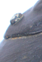 Vue de profil.  Vue de profil.