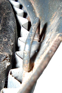 Vu de profil. Vu de profil.