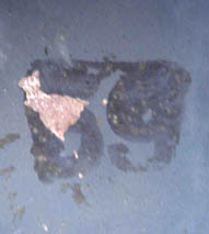 Dupeyron précoce, taille 59. Dupeyron précoce, taille 59.