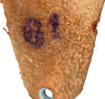 2ème type, taille 61. 2ème type, taille 61.