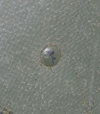 Peinture et tête de rivet. Peinture et tête de rivet.