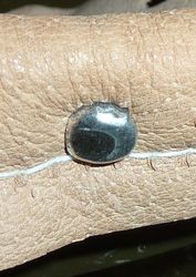 Tête attache parisienne. Tête attache parisienne.