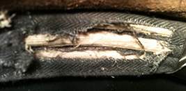 Baleien cerclage. Baleine cerclage.