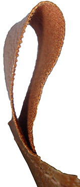 Détail du fourreau.