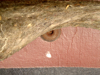 Rivet jugulaire. Rivet jugulaire.