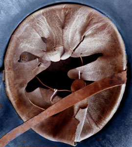 9 dents en basane. 9 dents en basane.