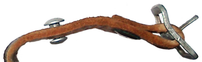 Jugulaire, vue de profil.