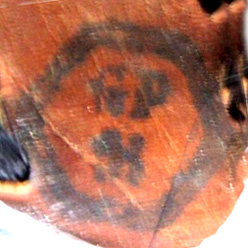 Poinçon de réception de la crinière. Poinçon de réception de la crinière.