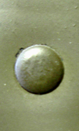 Rivet bombé.