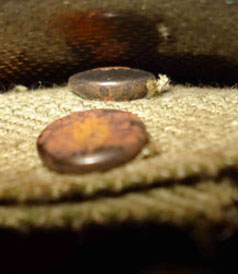 Dos des boutons-pression femelles.