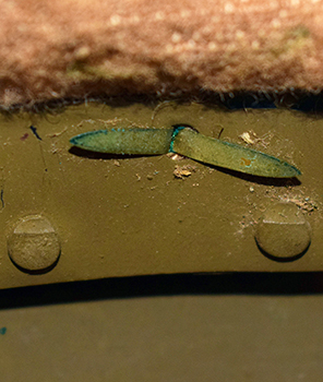 Point d'assemblage patte et fourreau de jugulaire. Point d'assemblage patte et fourreau de jugulaire.