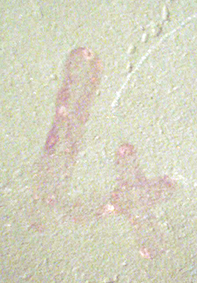 Exemples d'indication de taille.