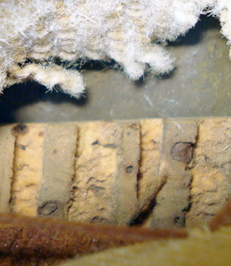 Vue de l'intérieur (partie déchirée de la coiffe). Vue de l'intérieur (partie déchirée de la coiffe).