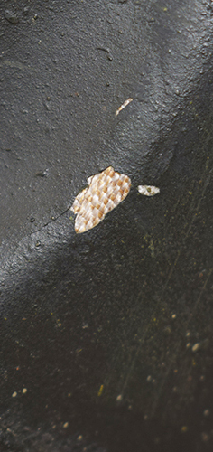 Fibres composites visibles sous un éclat de peinture.