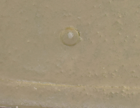 Rivet de maintien de la coiffe. Rivet de maintien de la coiffe.