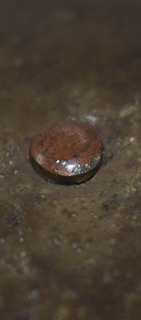 Rivet en cuivre maté à l'extérieur. Rivet en cuivre maté à l'extérieur.
