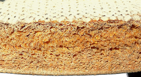 Tranche du tampon sommital. Tranche du tampon sommital.