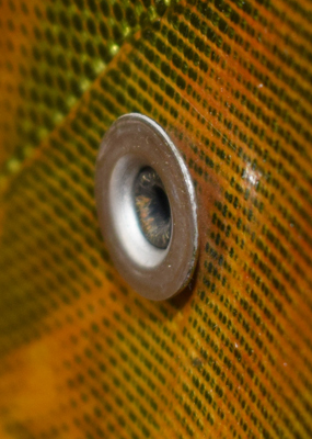 Disque de fixation. Disque de fixation.